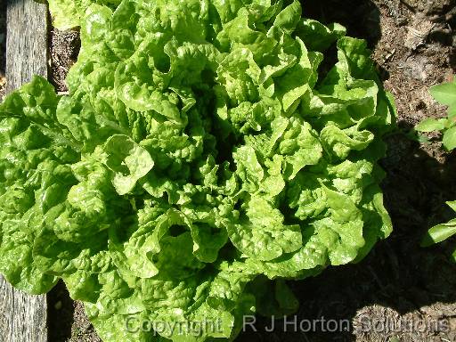 Lettuce - Mignonette Green 